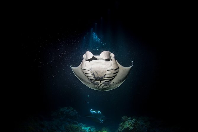 Manta Ray Night Snorkel Tour from Kona - Is the $160.50 price fair?