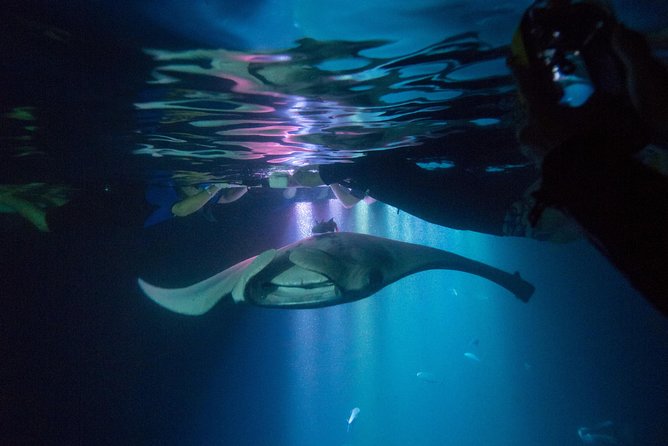 Manta Ray Night Snorkel Tour from Kona - What happens in the water