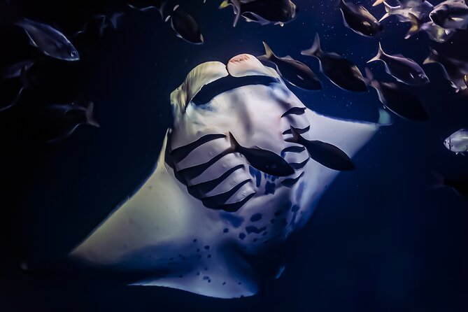 Manta Ray Night Snorkel Tour in Kailua-Kona, Big Island - Key points to know before booking