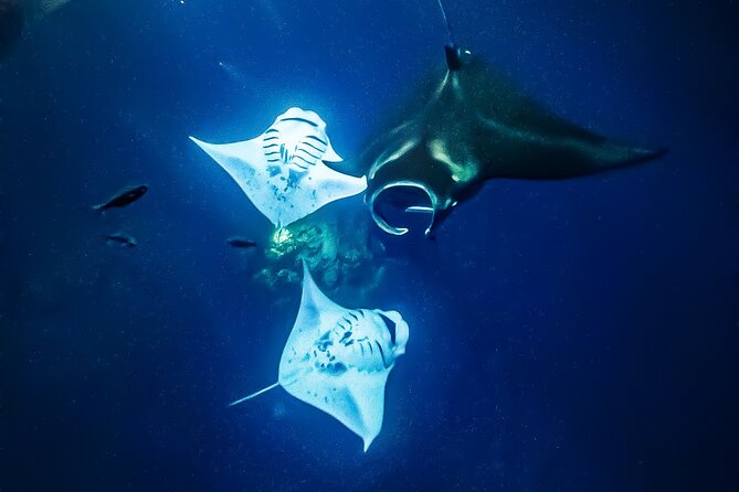 Manta Ray Night Snorkel Tour in Kailua-Kona, Big Island - Timing, cancellations, and practical details