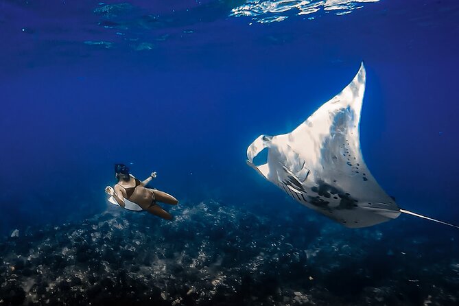 Manta Ray Night Snorkel Tour in Kailua-Kona, Big Island - Garden Eel Cove and Manta Heaven after sunset