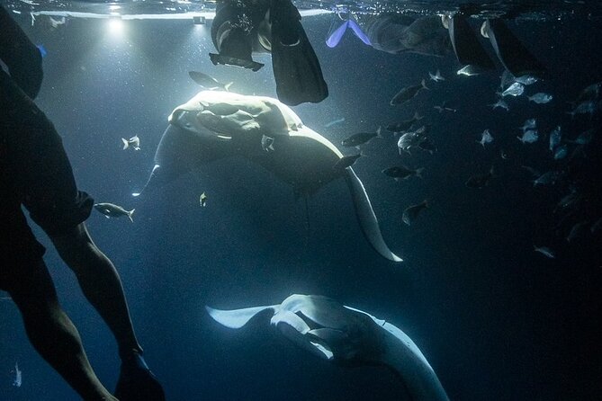 Manta Ray Snorkel Experience - More Than Mantas, But Keep Your Expectations Flexible