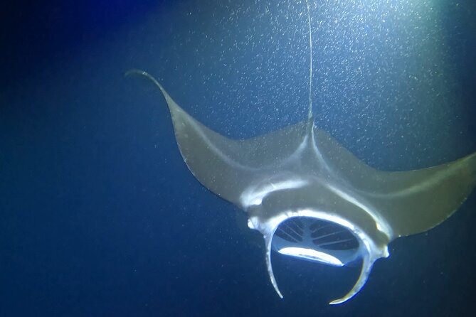 Manta Ray Snorkel Experience - Is $139 a Fair Price?