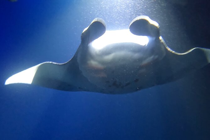 Manta Ray Snorkel Experience - Who Will Get the Most From This Trip