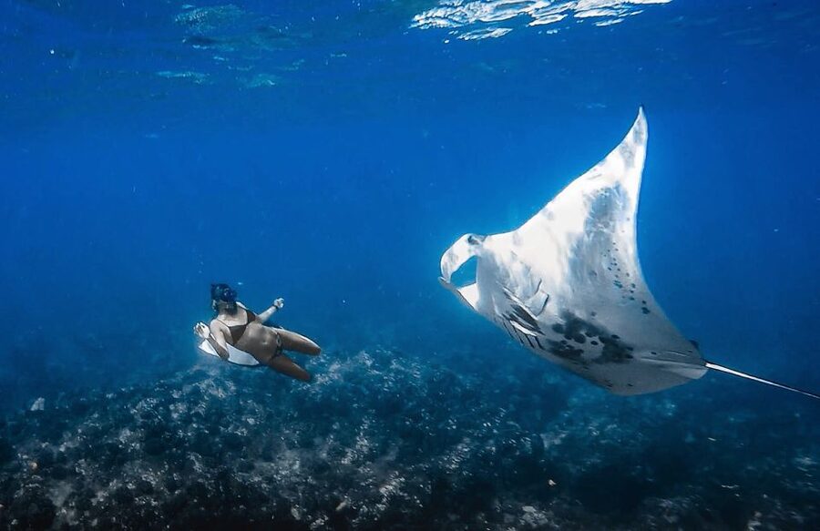 Manta Ray Snorkel in Kailua-Kona with Hot Cocoa - Key points to know before you book