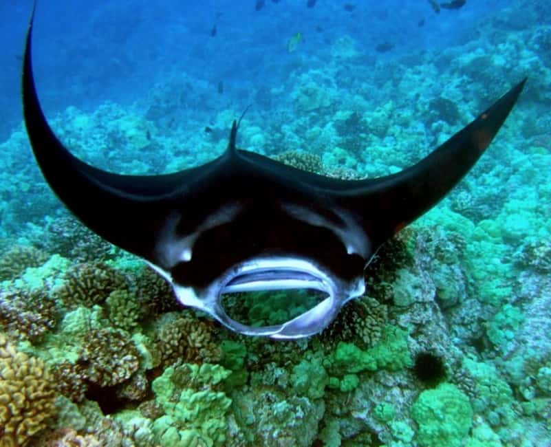 Manta Ray Snorkel in Kailua-Kona with Hot Cocoa - From Honokohau Harbor to the snorkel site