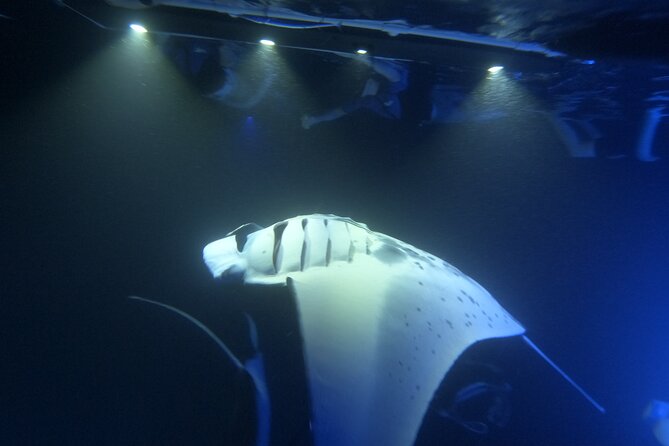 Manta Ray Snorkeling by Night in Kailua-Kona, Hawaii - What happens if the rays do not show