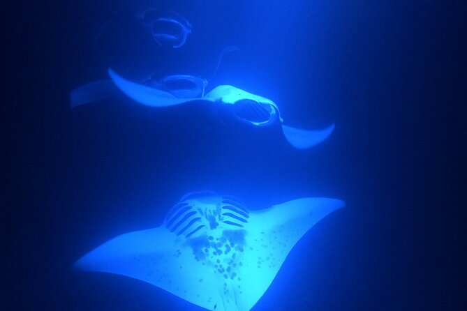 Manta Ray Snorkeling by Night in Kailua-Kona, Hawaii - Who should book this manta snorkel