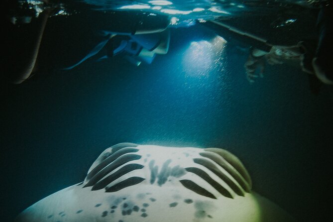 Manta Ray Snorkeling by Night in Kailua-Kona, Hawaii - Should you book Eka Canoe Adventures?