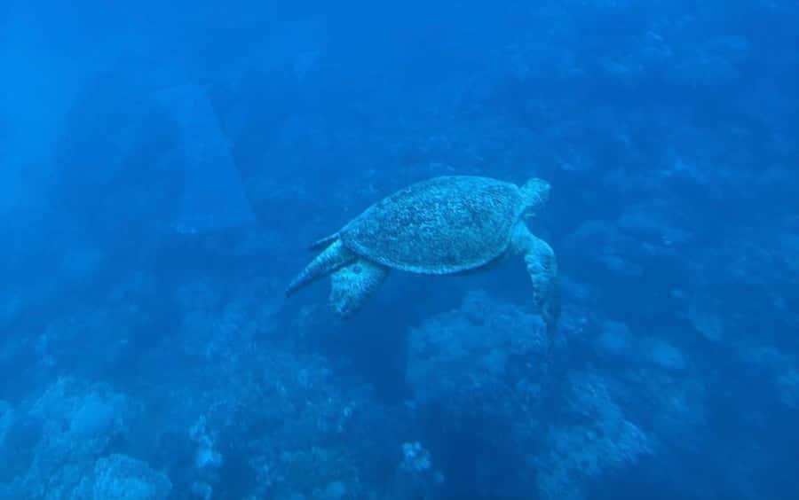 Marsa Alam: Elite vip Turtle bay snorkeling with BBQ Lunch - A comfortable boat ride from Port Ghalib