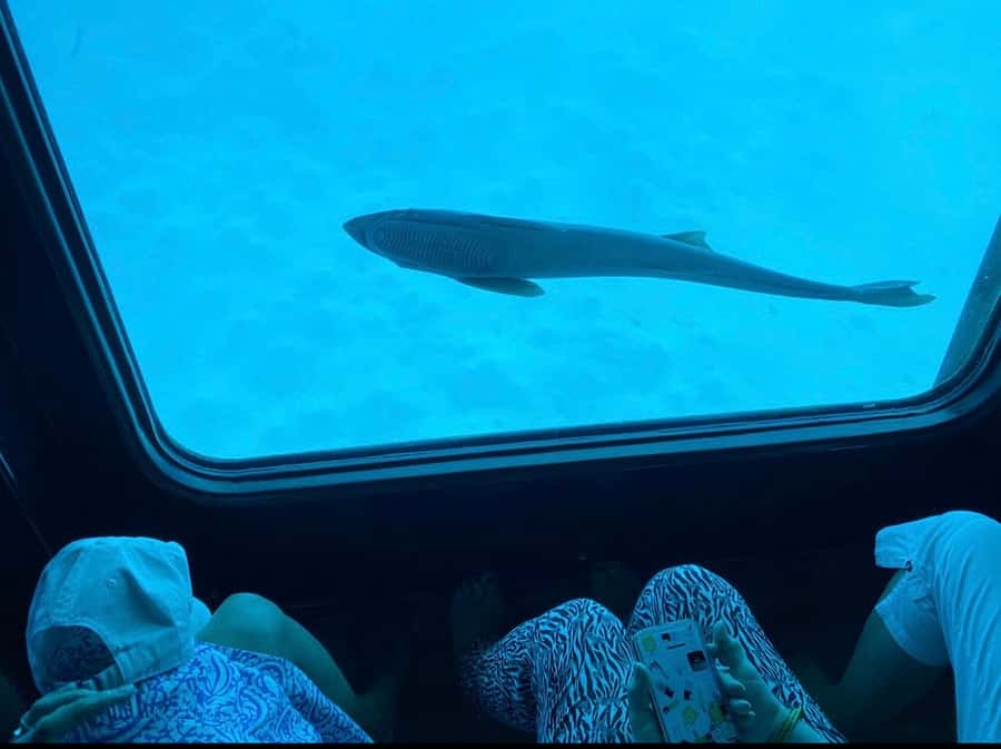 Marsa Alam: Nefertari Sunset/Morning Cruise & Snorkeling - Lunch or dinner on board