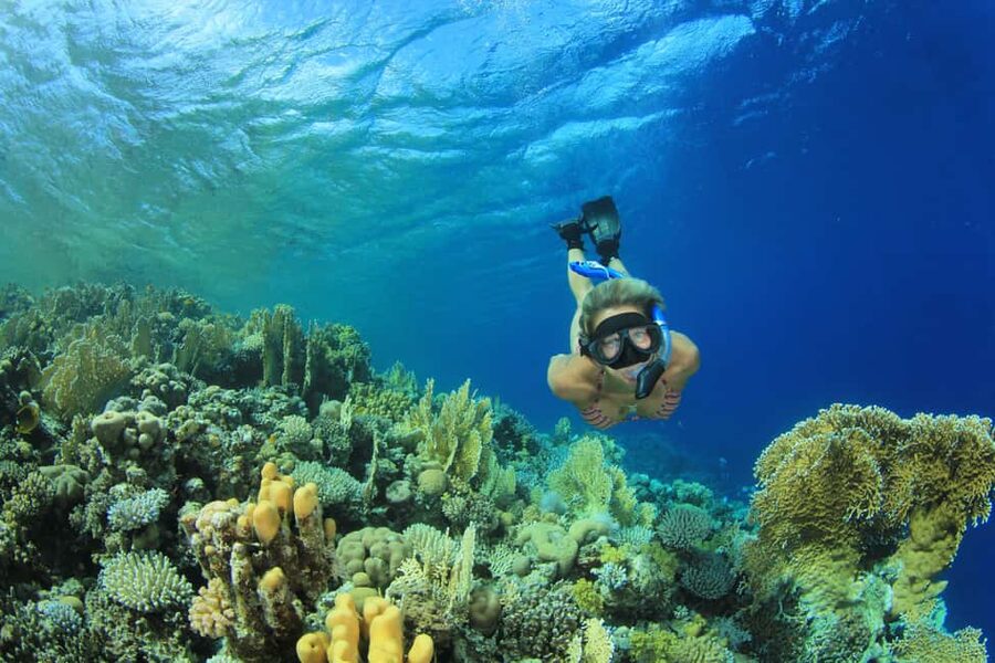 Marsa Alam:Sataya Reefs Dolphin Snorkeling Cruise with Lunch - Why Sataya Reef is worth the long ride