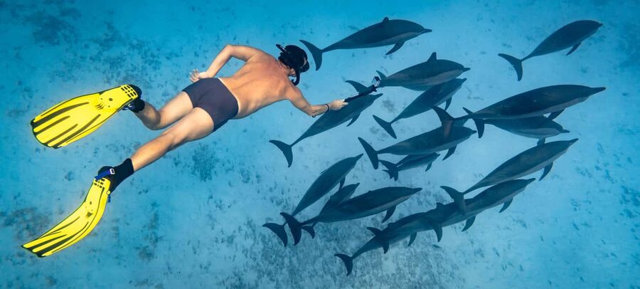 Marsa Alam:Sataya Reefs Dolphin Snorkeling Cruise with Lunch - The early pickup and long journey