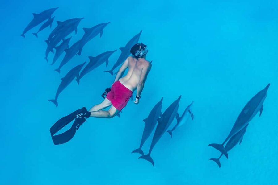 Marsa Alam:Sataya Reefs Dolphin Snorkeling Cruise with Lunch - Lunch, drinks, and time on board