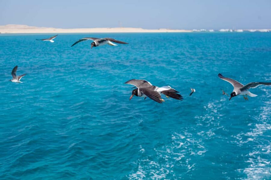 Marsa Alam:Sataya Reefs Dolphin Snorkeling Cruise with Lunch - Practical packing advice for a long day