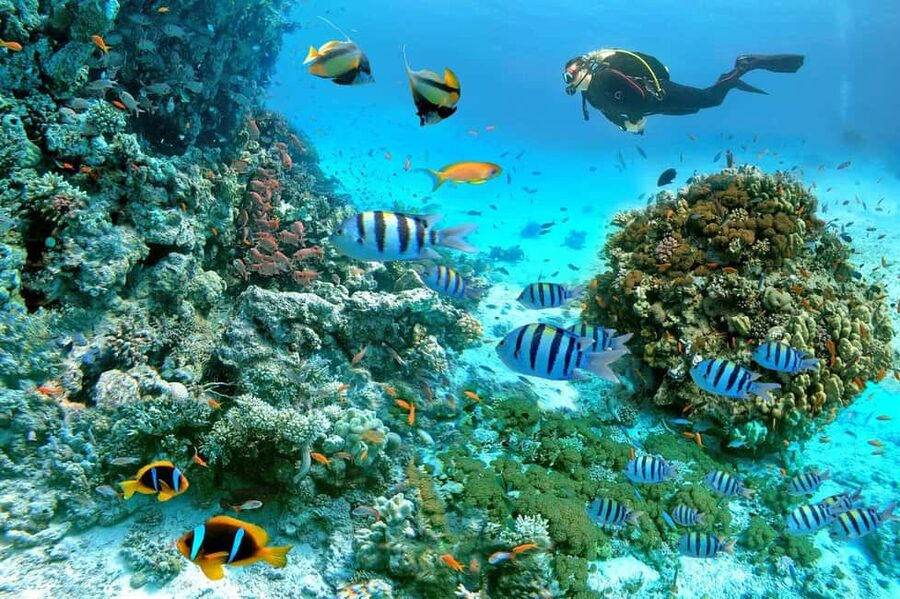 Marsa Alam: Snorkeling with Sea Turtles Marsa Mubarak - Why Marsa Mubarak is the main attraction