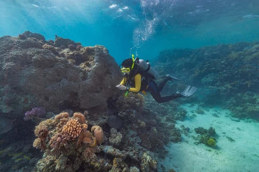 Marsa Alam: Snorkeling with Sea Turtles Marsa Mubarak - Coral, fish, and the second snorkeling session