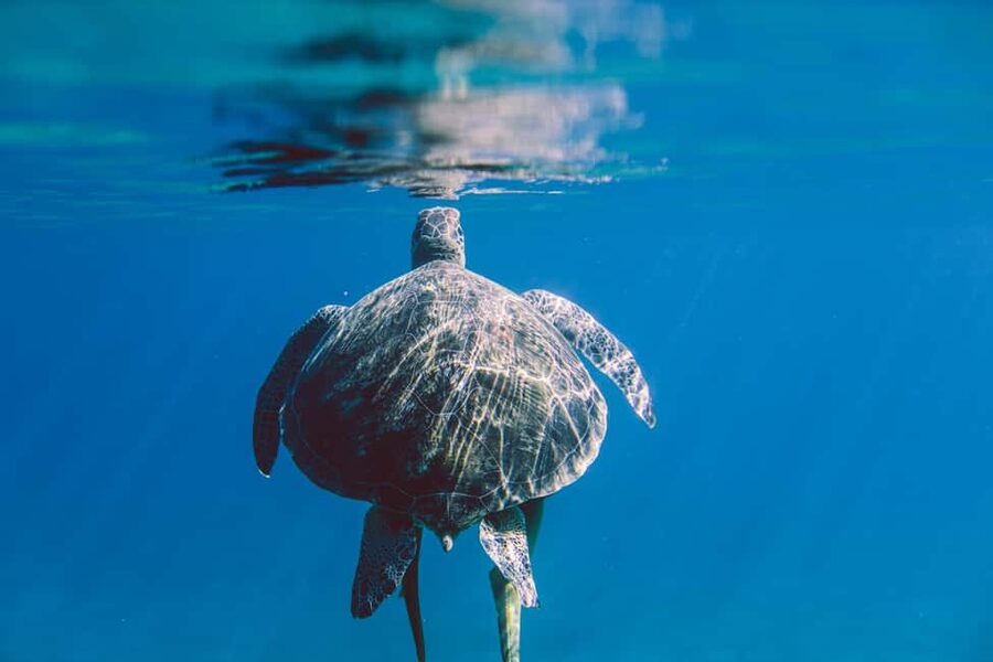 Marsa Alam: Snorkeling with Sea Turtles Marsa Mubarak - How the $68 price measures up
