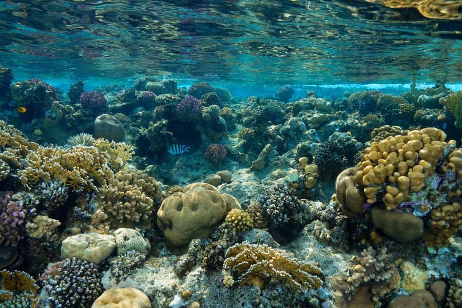 Marsa Alam: Snorkeling with Sea Turtles Marsa Mubarak - Communication, safety, and the human side