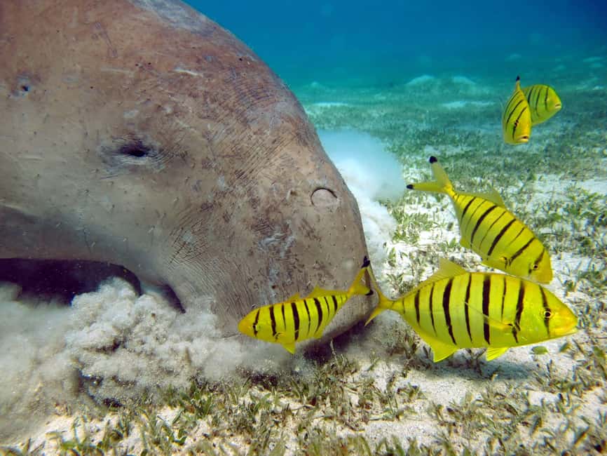 Marsa Alam: Snorkeling with Sea Turtles Marsa Mubarak - Who should book this Marsa Mubarak trip?
