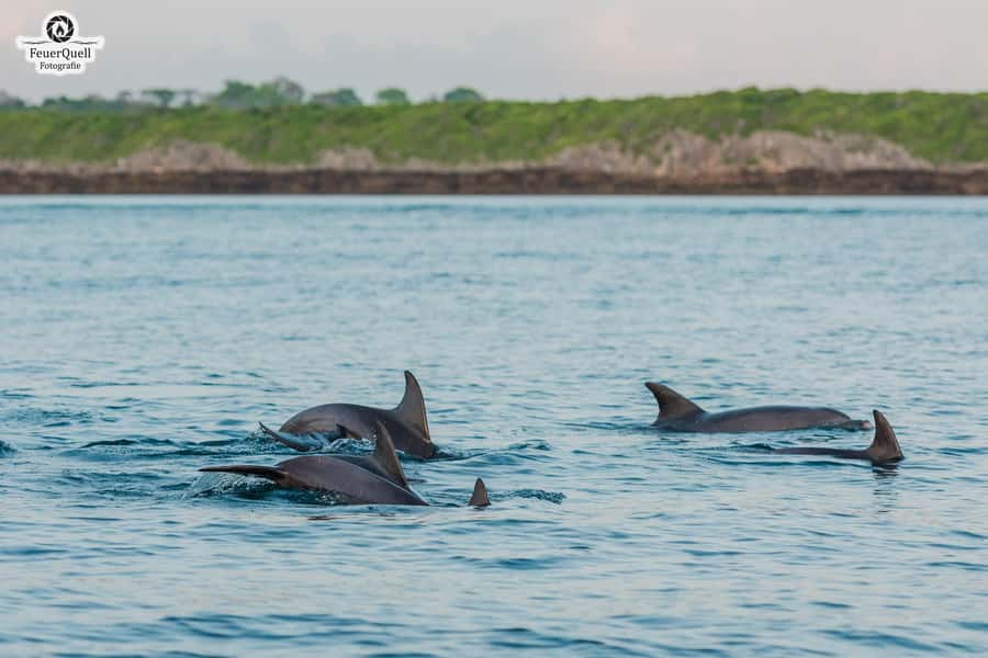 Matemwe: Mnemba Island Dolphin & Snorkeling Boat Trip - The boat ride and the change of vessels