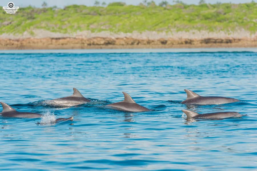 Matemwe: Mnemba Island Dolphin & Snorkeling Boat Trip - Snorkeling near Mnemba Island