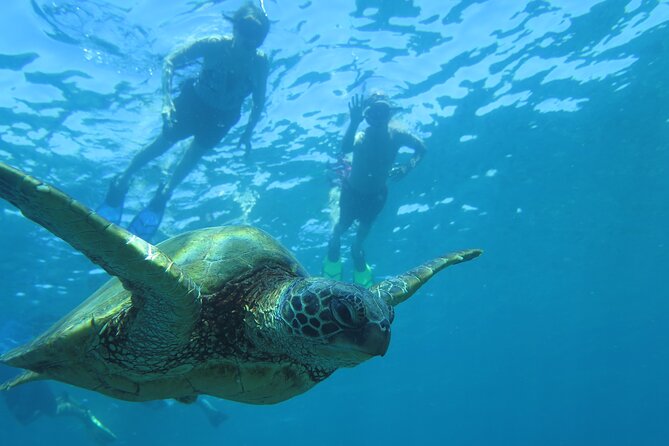 Maui Clear Kayak and Snorkel Tour: Swim with turtles (Makena) - The guides make the biggest difference