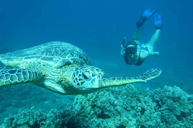 Maui Clear Kayak and Snorkel Tour: Swim with turtles (Makena) - What is included, and what you still need