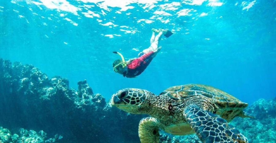 Maui: Kaanapali Beach 5-hr Snorkel w/ BBQ Lunch & Open Bar - Key points to know before booking
