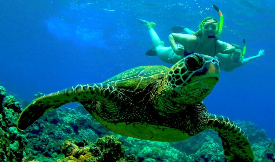 Maui: Kaanapali Beach 5-hr Snorkel w/ BBQ Lunch & Open Bar - Turtles, fish, whales, and possible dolphins