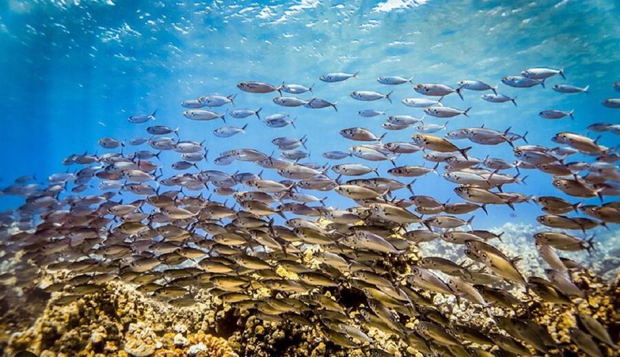 Maui: Kaanapali Beach 5-hr Snorkel w/ BBQ Lunch & Open Bar - Arrival, parking, and timing advice