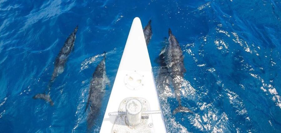 Maui: Kaanapali Beach 5-hr Snorkel w/ BBQ Lunch & Open Bar - Who will enjoy this Kaanapali snorkel trip