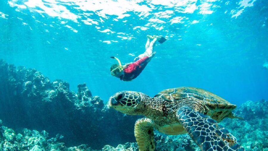 Maui: Kaanapali Beach 5-hr Snorkel w/ BBQ Lunch & Open Bar - Two snorkel stops chosen for the day
