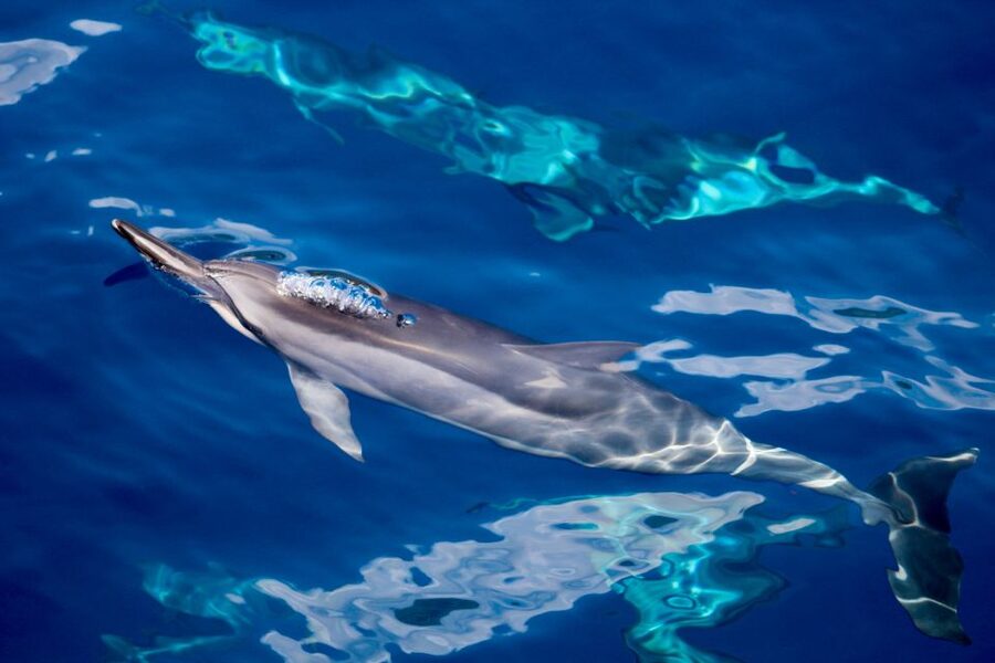 Maui: Lanai Snorkel & Dolphin Watch with Lunch - Key points to know before booking