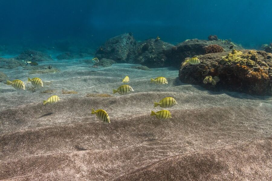 Maui: Lanai Snorkel & Dolphin Watch with Lunch - From Maalaea Harbor to Lanai’s open-water route