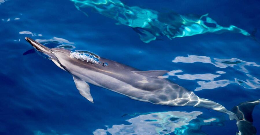 Maui: Lanai Snorkel & Dolphin Watch with Lunch - Breakfast, sea views, and a useful marine lesson