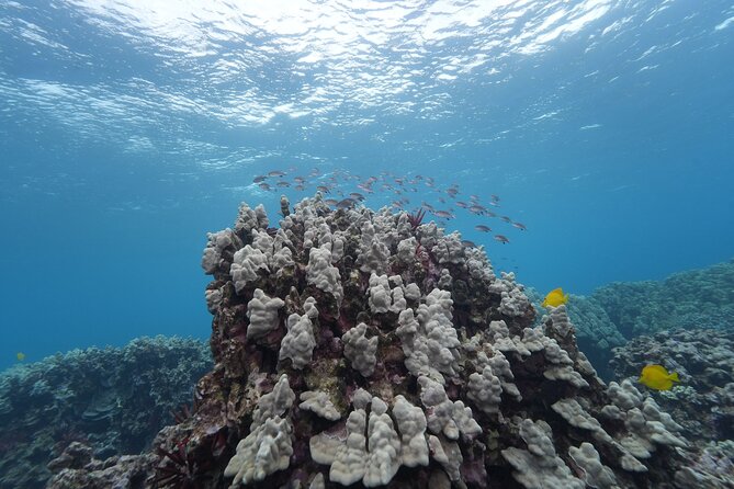 Maui: Molokini and Turtles Luxury Yacht Snorkel - Turtle Town and the search for sea turtles