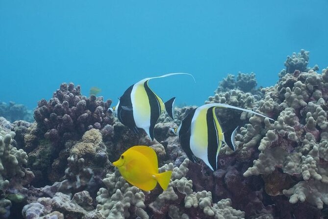 Maui: Molokini and Turtles Luxury Yacht Snorkel - What the crew adds to the day