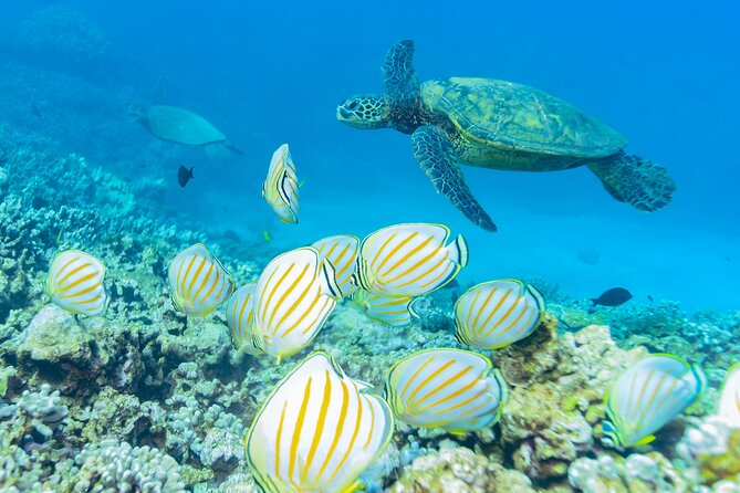 Maui: Molokini Crater and Turtle Town Snorkeling From Kihei - Who should book this Kihei snorkeling tour