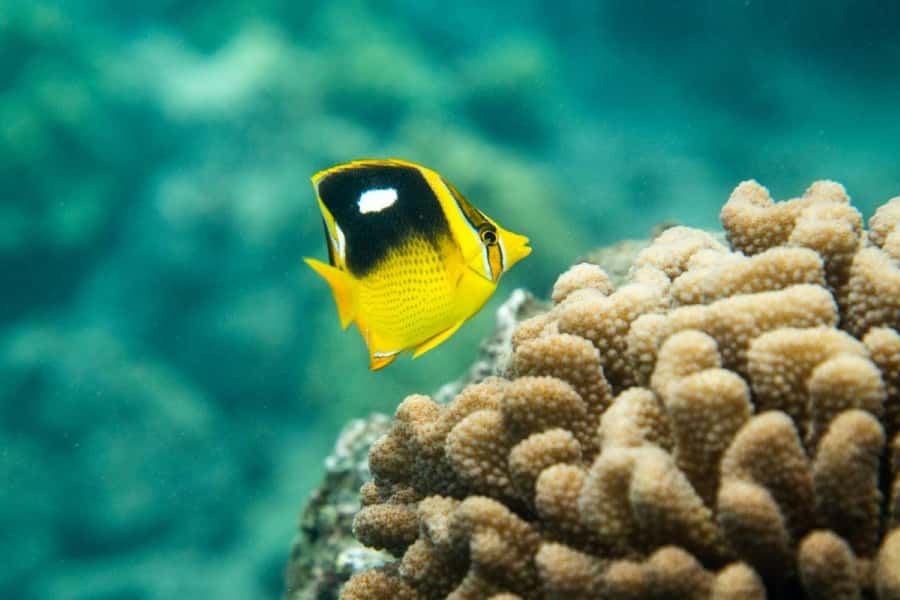 Maui: Molokini Express Snorkeling Tour - 2 hours - Key points at a glance