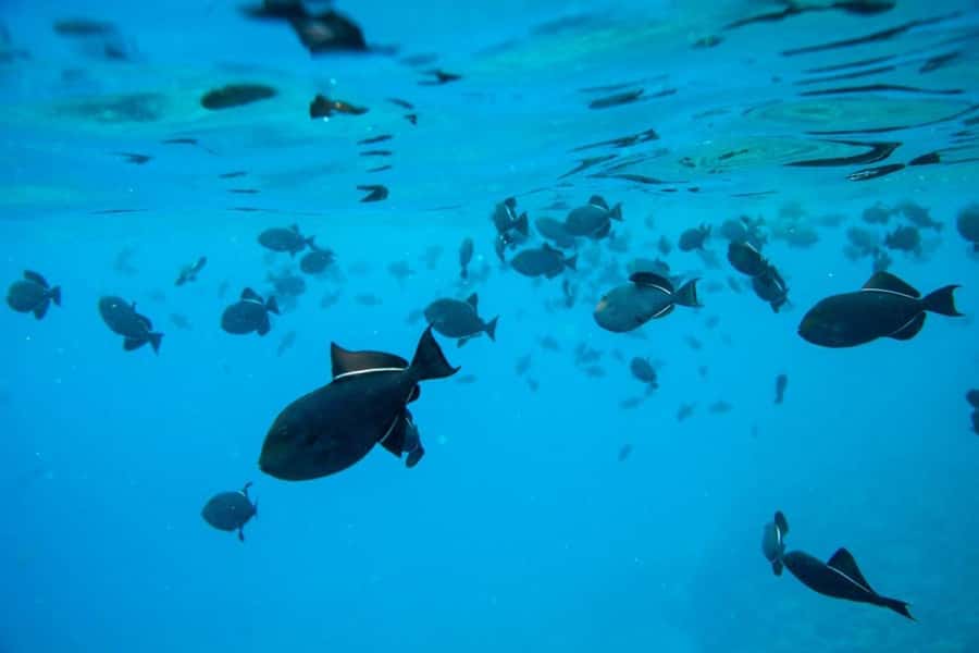 Maui: Molokini Express Snorkeling Tour - 2 hours - Why Molokini feels different from an ordinary snorkel stop
