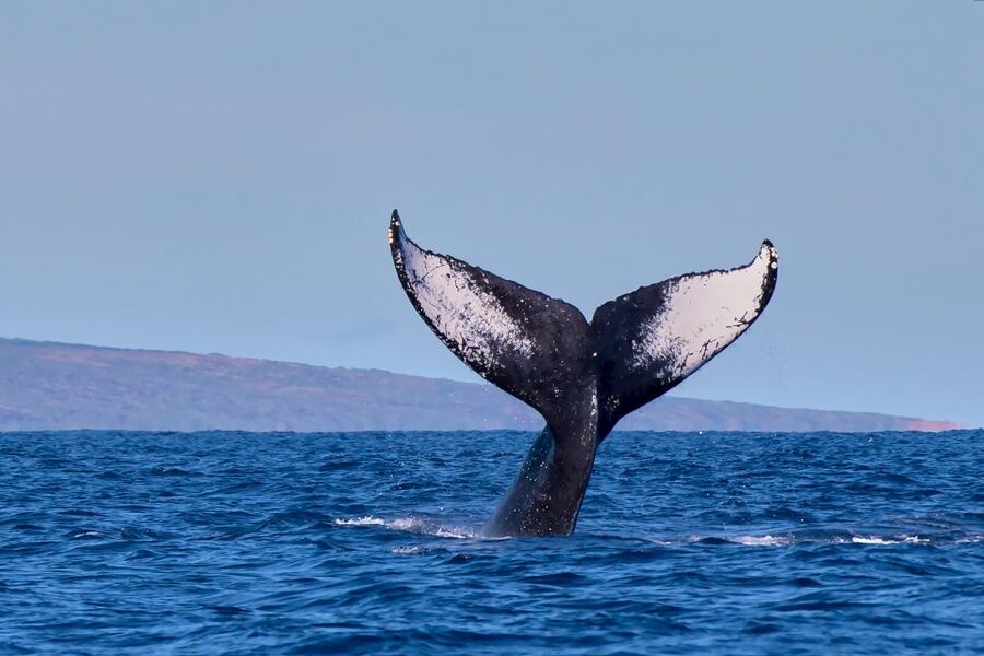 Maui: Molokini Snorkel and Performance Sail with Lunch - Who will enjoy this trip most