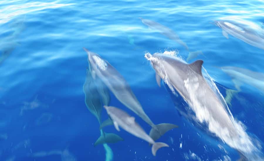 Maui: Semi-Private Eco-Raft Lanai Snorkel & Dolphin Tour - Who should book this tour?