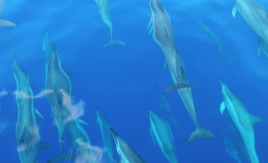 Maui: Semi-Private Eco-Raft Lanai Snorkel & Dolphin Tour - Booking details that matter on the morning
