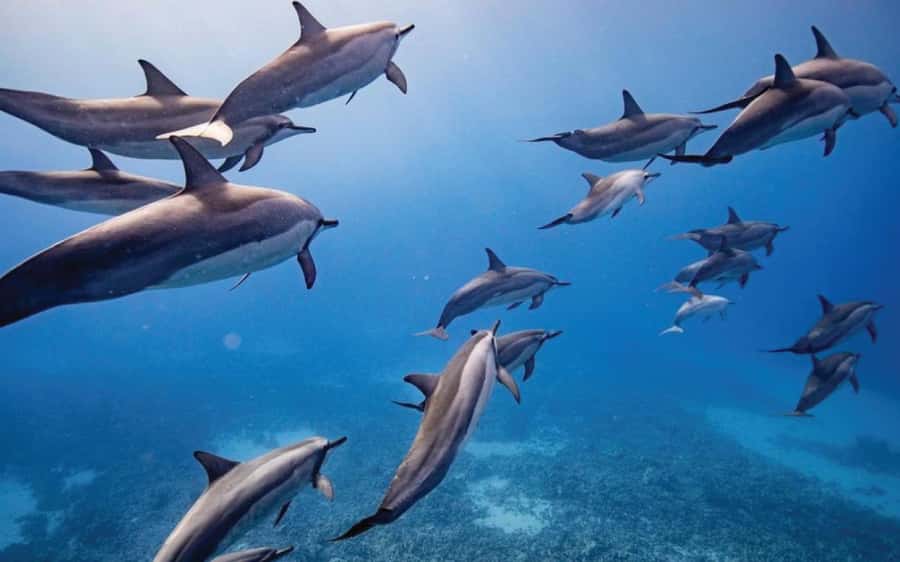 Maui: Semi-Private Eco-Raft Lanai Snorkel & Dolphin Tour - The Lahaina departure and the one-hour ride to Lanai