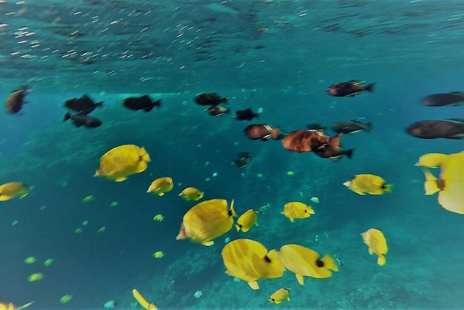 Maui Snorkel Adventure: Molokini Crater and Turtle Cove - Is $198 a fair price?