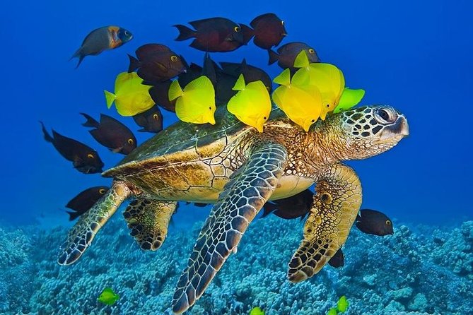 Maui Snorkel Adventure: Molokini Crater and Turtle Cove - Who will enjoy this most