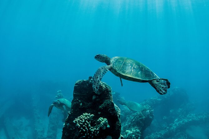 Maui Snorkeling Boat Tour to Turtle Town Aboard Quicksilver - A boat made for families, not just snorkelers
