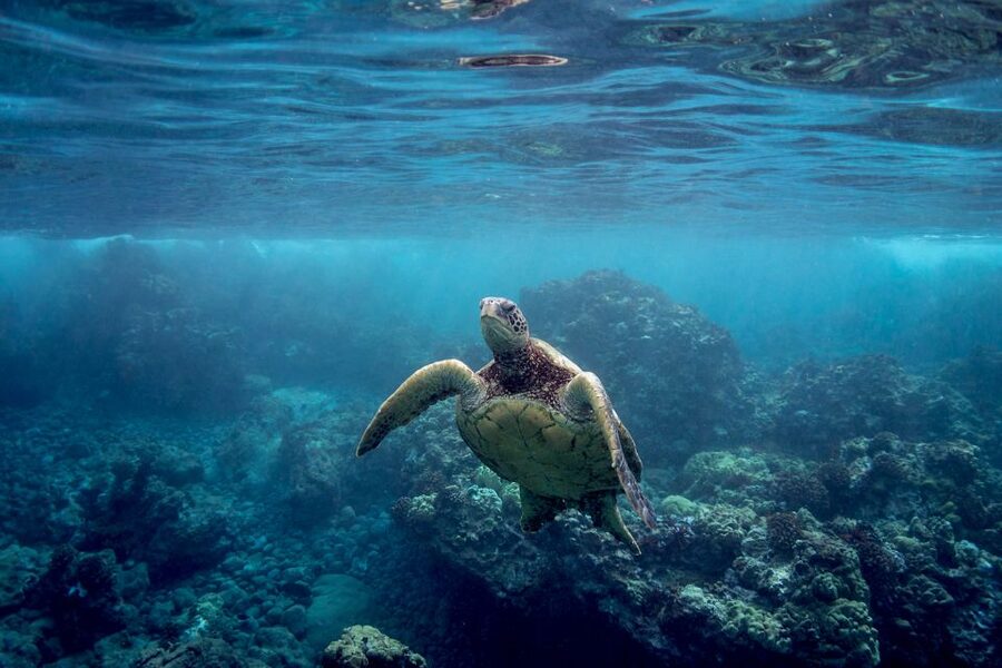 Maui: Turtle Town Kayak and Snorkel Tour - Humpback season adds a second headline