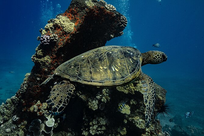 Maui: Turtle Town Snorkel with Photo and Video - What makes Turtle Town worth your time